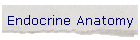 Endocrine Anatomy and Histology