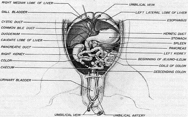 Endocrine Anatomy