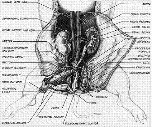 Endocrine Anatomy