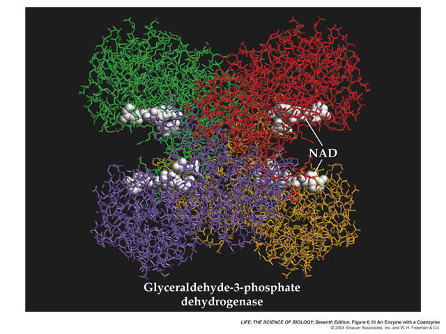 enzymes at work