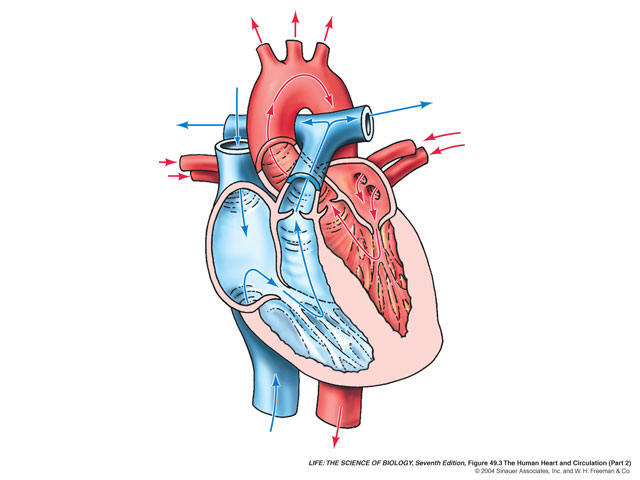 Fetal pig heart diagram labeled