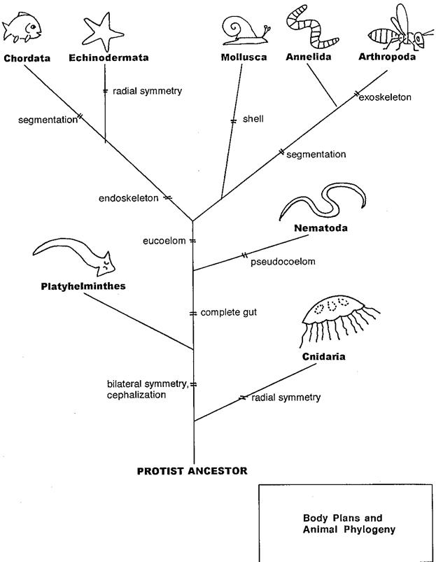 Echinodermata Classification Chart