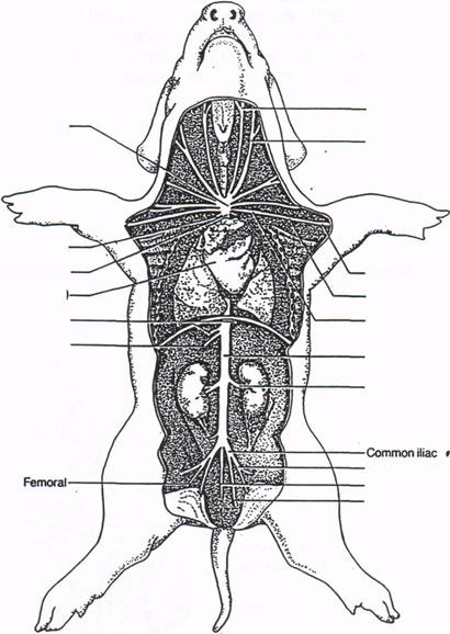 external fetal pig diagram