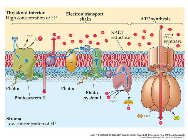 photosynthesis