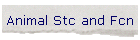 Animal Stc and Fcn