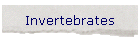 Invertebrates