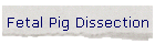 Fetal Pig Dissection