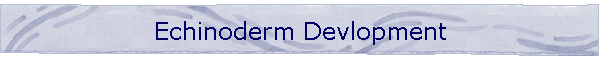 Echinoderm Devlopment