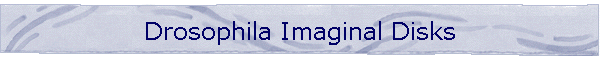 Drosophila Imaginal Disks