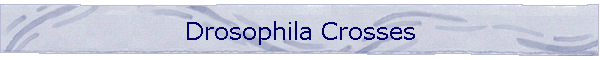 Drosophila Crosses