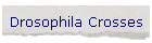 Drosophila Crosses