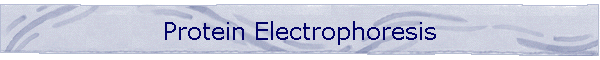 Protein Electrophoresis