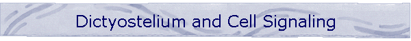 Dictyostelium and Cell Signaling
